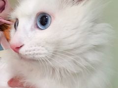 -爱贝特动物医院·猫口炎专科