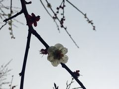 -香雪海