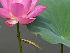 -白鹭湾湿地公园