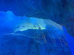 -迪拜水族馆及水下动物园