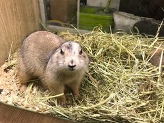 -藦茜花园宠物主题亲子互动体验馆(国顺东路店)