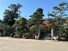 -龙大花卉苗木市场