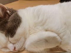 -屋虎猫馆(宝安大仟里店)