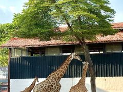 -灵玲国际马戏城