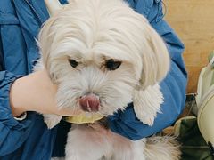 -艾贝尔宠物医院·宠保定点·超声绝育·免疫点(樱花路店)