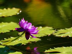 -国家植物园南园