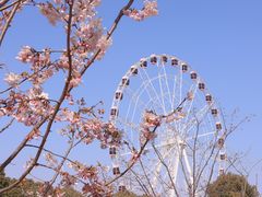 -顾村公园