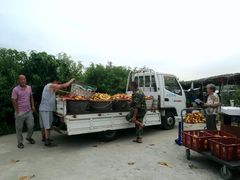 -樂桃源奉贤黄桃种植采摘基地