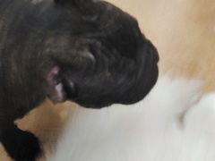 -Let's go狗咖·猫咖·奶狗·桌游(春熙路IFS店)
