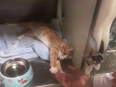 -艾贝尔宠物诊疗