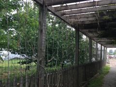 -大自然农场蔬菜草莓采摘园