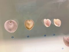 -青岛贝壳博物馆