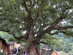 -杨家堂村