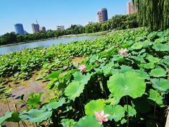 -莲花池公园