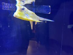 -上海海洋水族馆