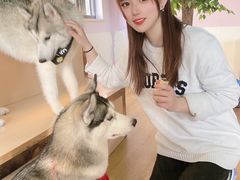 -Husky Go! 哈士奇体验馆·宠物咖啡厅狗咖
