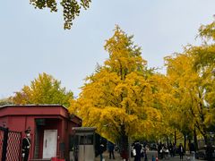 -三里屯东五街银杏大道