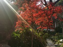 -秋霞圃