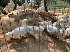 -1982农场
