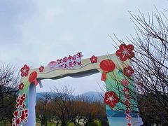 -香雪海