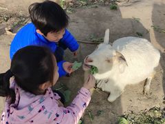 -小鱼草莓采摘园农家乐·小鱼餐厅