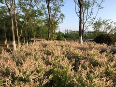 -上海长兴岛郊野公园