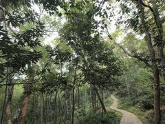 -上海佘山国家森林公园天马山园