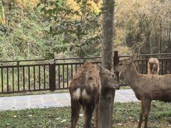 -西双版纳原始森林公园
