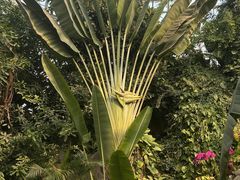 -郑州植物园