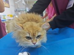 -美联众合动物医院·24h转诊中心