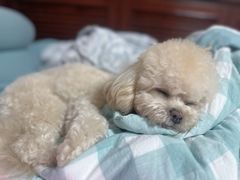 -FAELING PETS美天灵宠物(富力广场店)