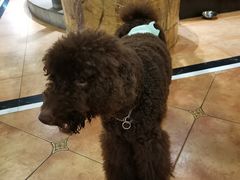 -more than meow吴止猫主题餐厅(承德 中船汇店)