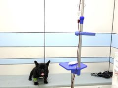 -中农国际动物医院24小时·猫科·骨科·急重症中心