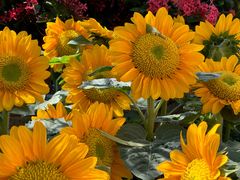 -园林美食城·本土农家菜(杨和镇店)