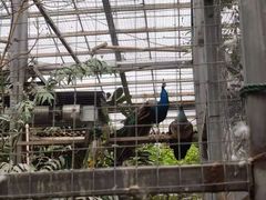 -呀路古热带植物园