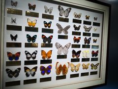 -上海昆虫博物馆