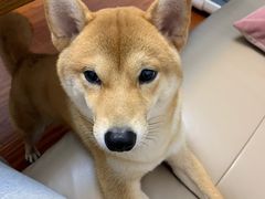 -翊宠yipet猫狗购宠庄园犬舍•猫舍