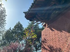 -洛阳白马寺