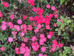 -枫林花海