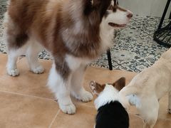 -Let's go狗咖·猫咖·奶狗·桌游(春熙路IFS店)