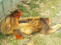 -西安秦岭野生动物园