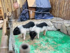 -HERRE·FARM 赫尔露营农场·团建聚会包场