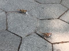 -西湖外事游船(花港观鱼码头)