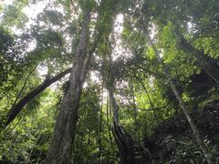 -西双版纳原始森林公园