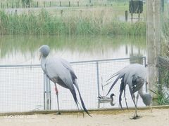 -盐城丹顶鹤湿地生态旅游区