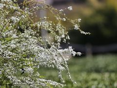 -中国茶叶博物馆(双峰馆区)