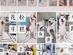 -星多哈·狗咖·拼豆·咖啡