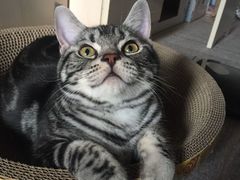 -美联众合动物医院·24h转诊中心
