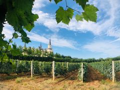 -北京张裕爱斐堡酒庄