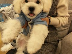 -犬也宠物造型(恒茂国际都会商业街店)